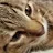 Daily kitty love Naomi Gorzen-avatar