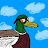 The Duck-avatar