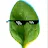 Spinach Daily-avatar