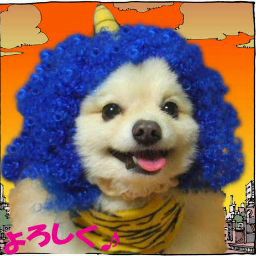 写真ぷらす 写真に縦書きなどの文字入れや画像の追加 写真文字入れ Google Play のアプリ