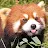 Red Panda-avatar