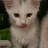 cat 44-avatar