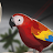 Parrot_gamer-avatar