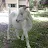 Gary Goat-avatar