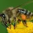 Honey Bee-avatar