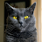 Black cat Black cat-avatar