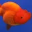 Fish Fish-avatar