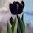 Tulip Blue-avatar