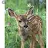 Baby Deer-avatar