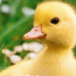 Ducky D4ily