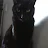 Gato Negro-avatar