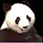 Panda Univers-avatar