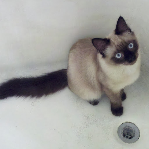 Kitty English