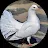 Pigeon Creativities-avatar
