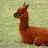 I Love Llamas-avatar