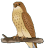 Falcon Velocity-avatar