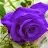 Dēâd Purple Mittens Felicia-avatar