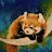 Red Panda Moon-avatar