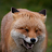 fox-avatar