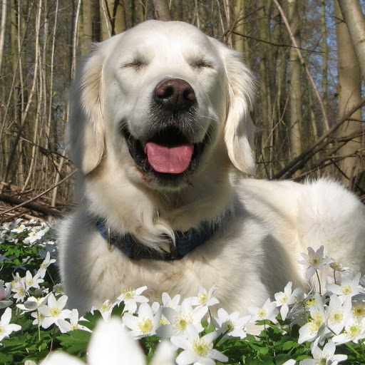 cute puppy videos