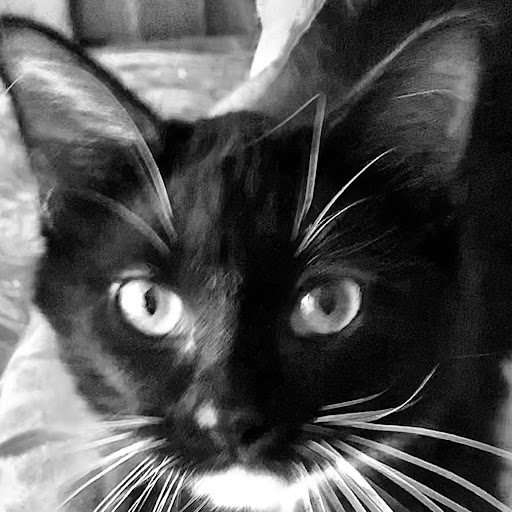 Xk3i5lxa3xi8am https play google com store apps details id yo app free hl en us gl us