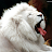 White Lion-avatar