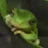 Frogge-avatar
