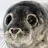 seal Seal-avatar