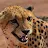 Lisa the Cheetah-avatar
