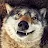 Wolf Gang-avatar