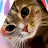 Queen Bastet kitty-avatar