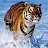 n tiger-avatar
