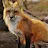 foxy-avatar