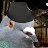 Pigeon has a life-avatar