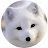 White Fox-avatar