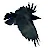 Corvus Raven-avatar