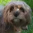 Mitzeee Hond-avatar