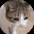 CatsStuffMC-avatar
