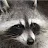 Raccoon Track 360-avatar