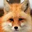 FOX-avatar