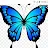 Blue Butterfly-avatar