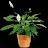 mr. healthy plant.-avatar