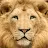 Basil Lion-avatar