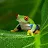 pog frog-avatar