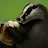 Bjerken Badger-avatar