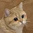 soniabbyrawr cat-avatar