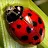THEE LADY BUG-avatar