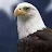 Patriotic Eagle-avatar