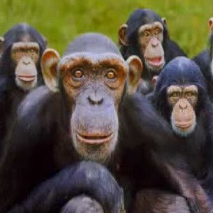 Monkey Mind