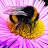 Bumble Bee-avatar